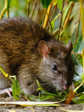 This One Winter Gardening Habit Could Be Attracting Rats—Here’s How to Fix It Fast