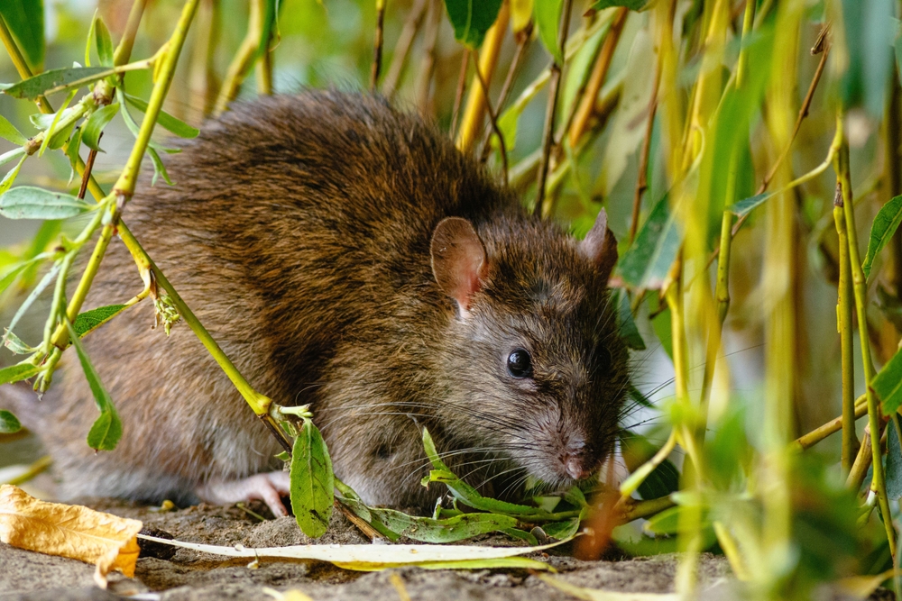 This One Winter Gardening Habit Could Be Attracting Rats—Here’s How to Fix It Fast