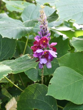 These Are 5 Plants That Could Be Illegal to Grow in Your Backyard This Spring—Check Your State List