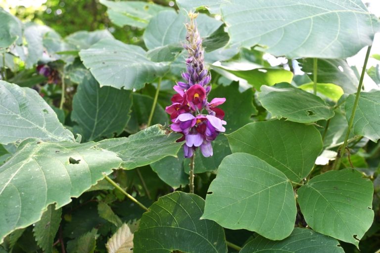 These Are 5 Plants That Could Be Illegal to Grow in Your Backyard This Spring—Check Your State List