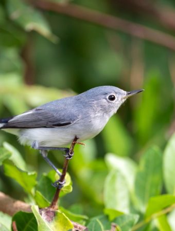 8 Backyard Birds You Can Attract Without Creating a Pest Problem