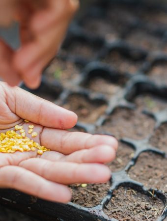 This Is The Secret Ingredient in Your Soil That’s Sabotaging Your Seed Starts