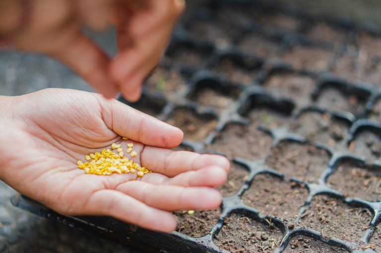 This Is The Secret Ingredient in Your Soil That’s Sabotaging Your Seed Starts