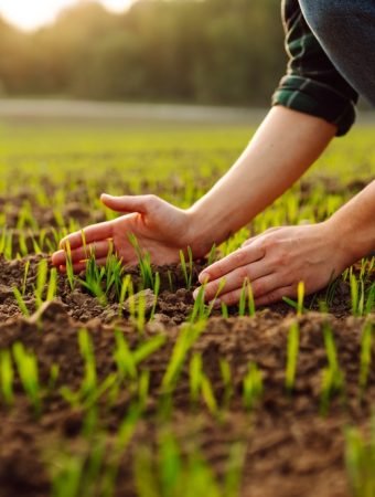 How To Tell If Your Grass Is Healthy In January