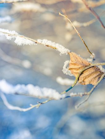 These Are 7 Things Gardeners Regret Not Doing in January
