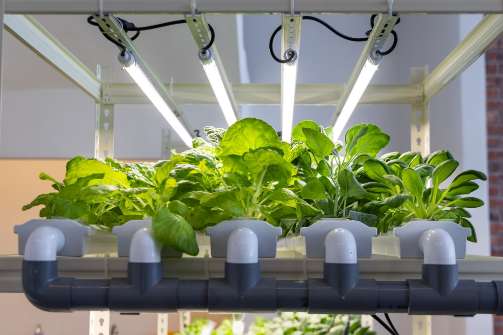 These Are 7 Seed-Starting Mistakes That Cost More Than They Should