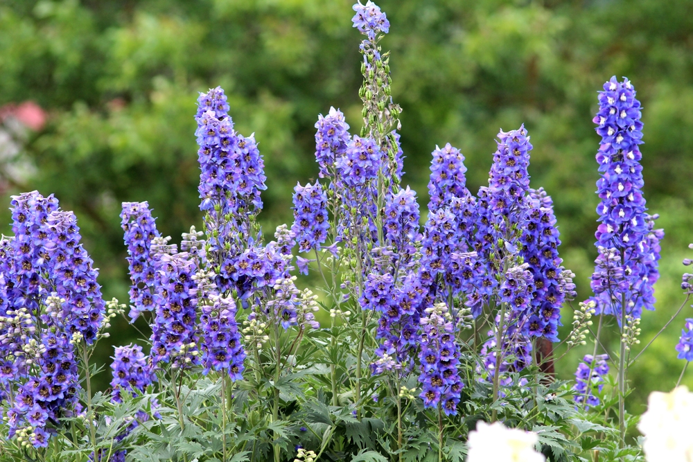 Here Are 6 Flowers That Self-Seed and Return Without Effort