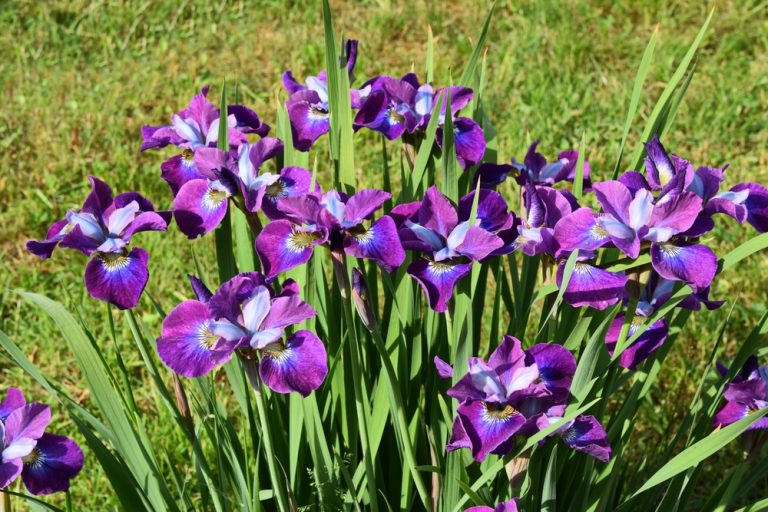 10 Flowers That Come Back Every Year Without Extra Spending