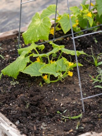 9 Raised Bed Fixes That Stop Soil From Turning to Soup