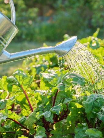 Here Are 8 Cold-Weather Watering Mistakes That Cause Winter Rot