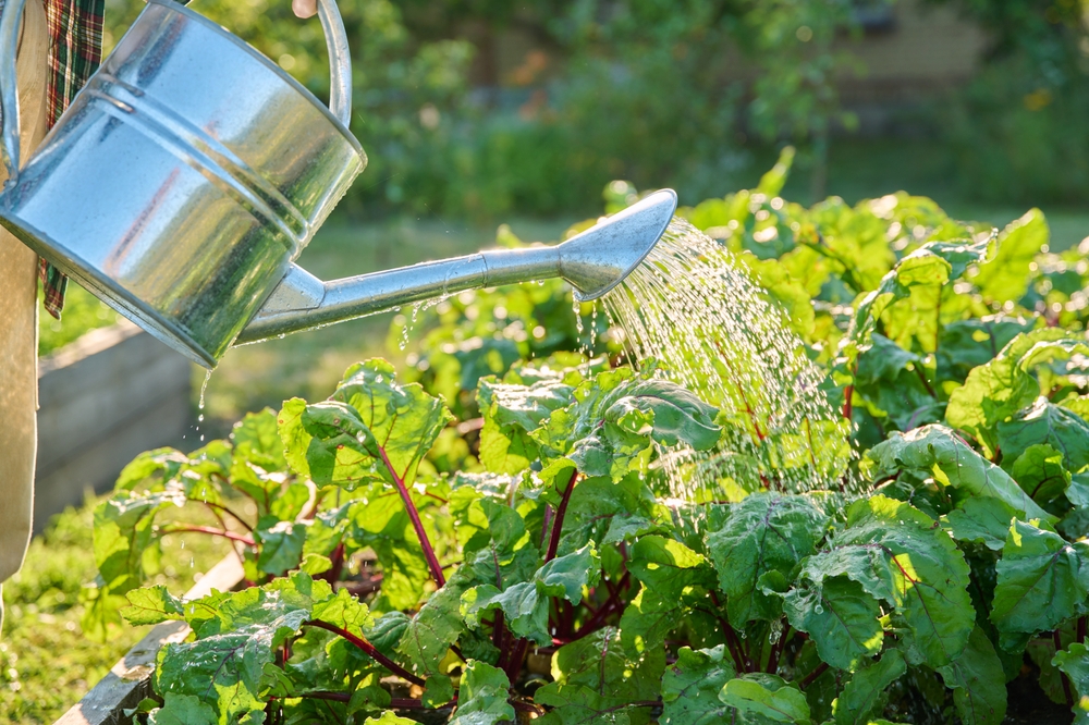 Here Are 8 Cold-Weather Watering Mistakes That Cause Winter Rot