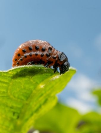 This One Winter Gardening Habit Could Be Spreading Invasive Pests Across the South