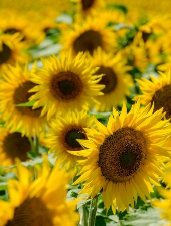 These Are 6 Annuals That Grow Well Without Daily Care