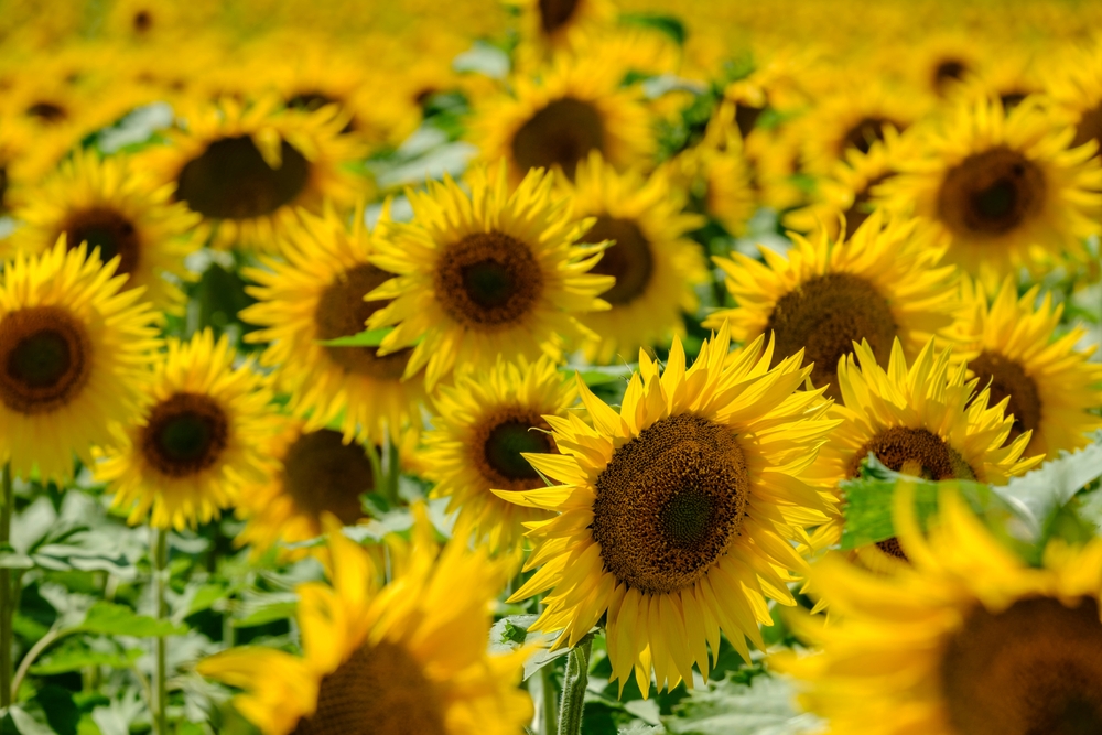 These Are 6 Annuals That Grow Well Without Daily Care