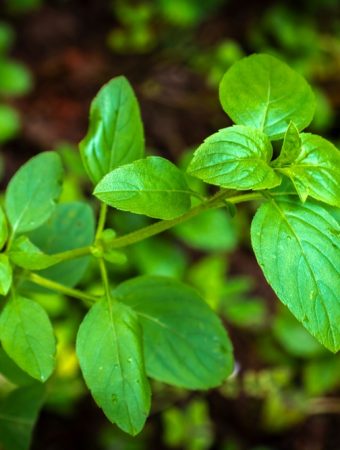 Here Are 8 Seeds That Germinate Reliably Without Special Equipment