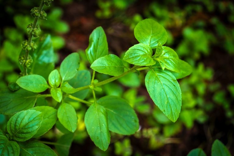 Here Are 8 Seeds That Germinate Reliably Without Special Equipment