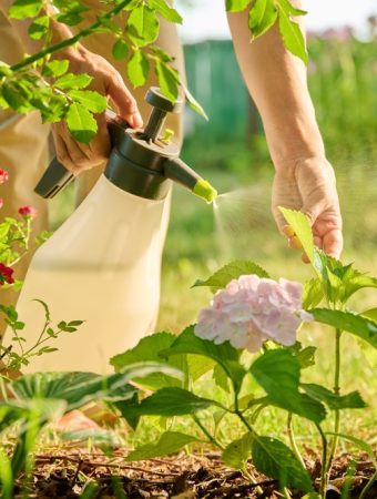 7 Pest Problems That Begin Long Before You See the Damage