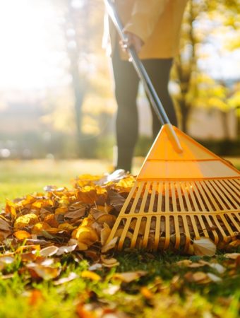 Here Are 9 Things to Do With Fallen Leaves That Aren’t “Rake and Bag”