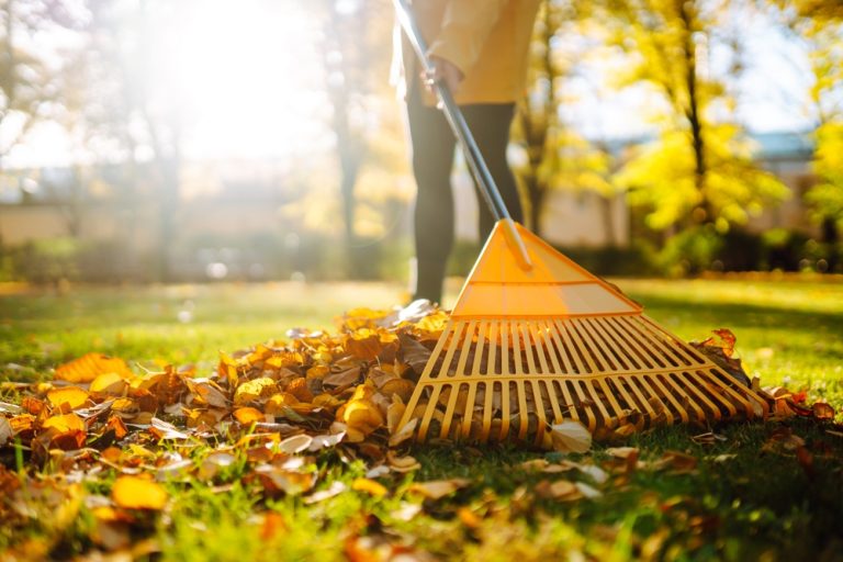 Here Are 9 Things to Do With Fallen Leaves That Aren’t “Rake and Bag”