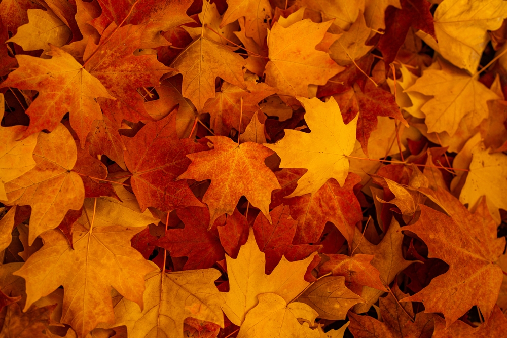 10 Plants You Should Never Prune In January