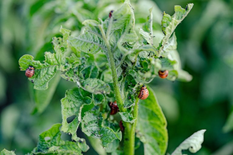 Here Is Why Your Raised Beds Might Be Harboring Pests Right Now—Even in Freezing Temps