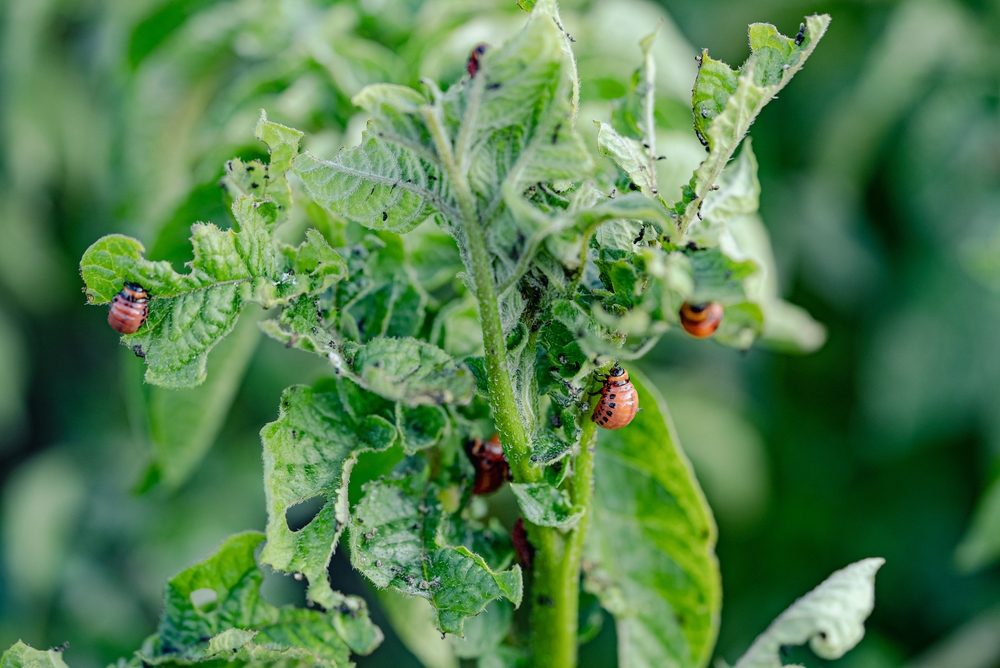 Here Is Why Your Raised Beds Might Be Harboring Pests Right Now—Even in Freezing Temps