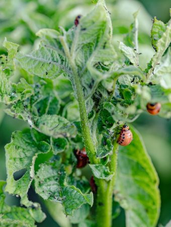 Why Skipping Crop Rotation Leads to Bigger Pest Problems