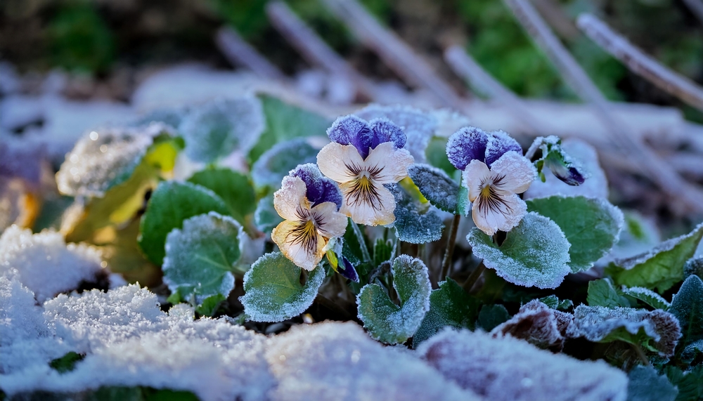 6 Gorgeous Flowers You Can Grow In Winter