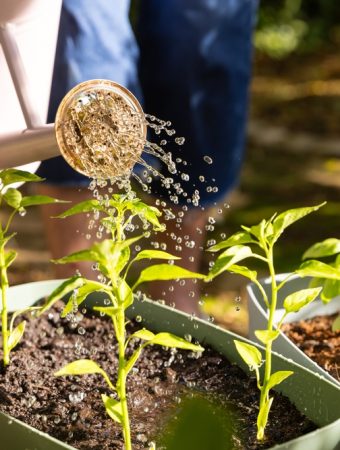 Here Are 10 Winter Watering Rules for Trees and Shrubs