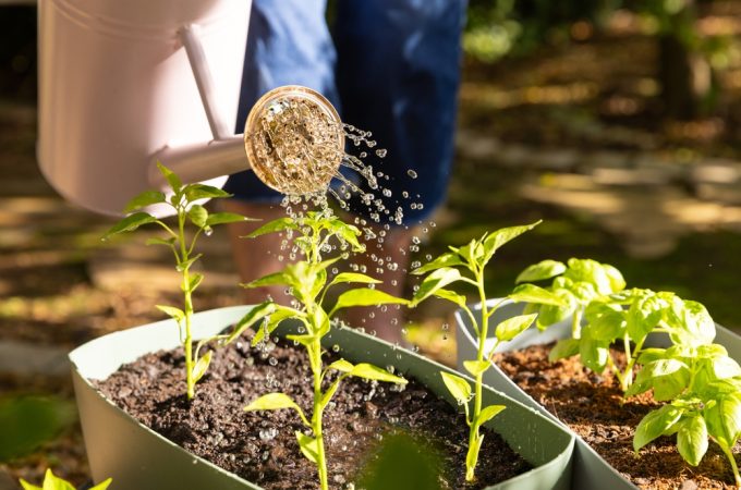 Here Are 10 Winter Watering Rules for Trees and Shrubs