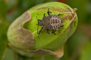Why Stink Bugs Are Suddenly Invading Homes in North Carolina