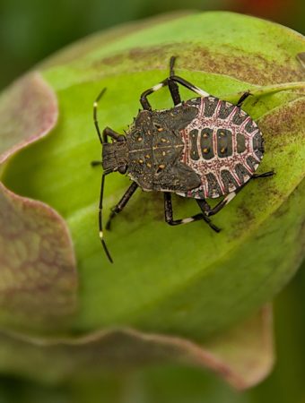 Why Stink Bugs Are Suddenly Invading Homes in North Carolina