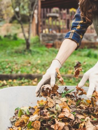 Why Ignoring Winter Garden Cleanup Leads to Bigger Pest Issues