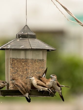 Wildlife Officials Say This Popular Bird Feeder Setup Is Spreading Disease