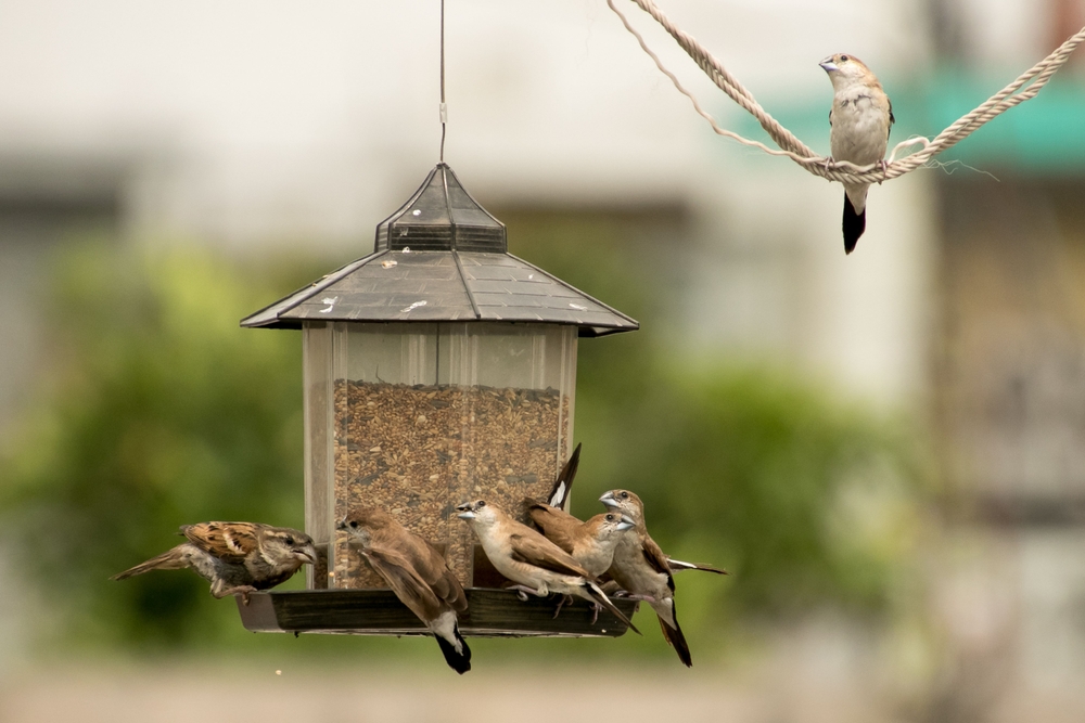 Wildlife Officials Say This Popular Bird Feeder Setup Is Spreading Disease