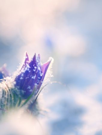 12 Ways Snow Can Protect Your Soil and When It Hurts It