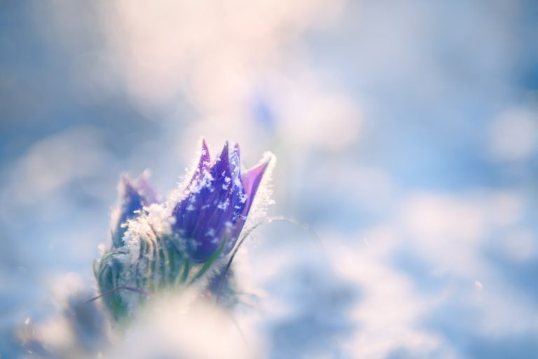 12 Ways Snow Can Protect Your Soil and When It Hurts It