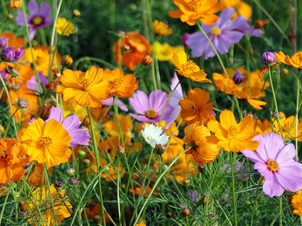 6 Annuals That Don’t Need Expensive Soil Mixes