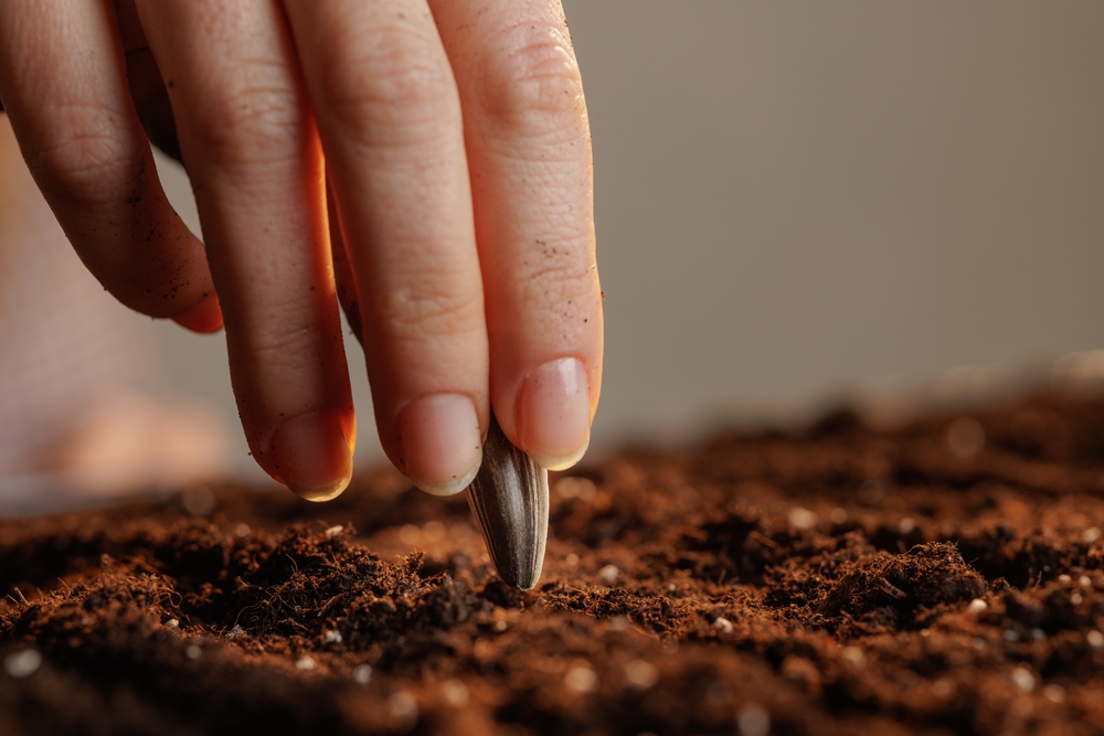 Why January Is Ideal for Planning Companion Planting