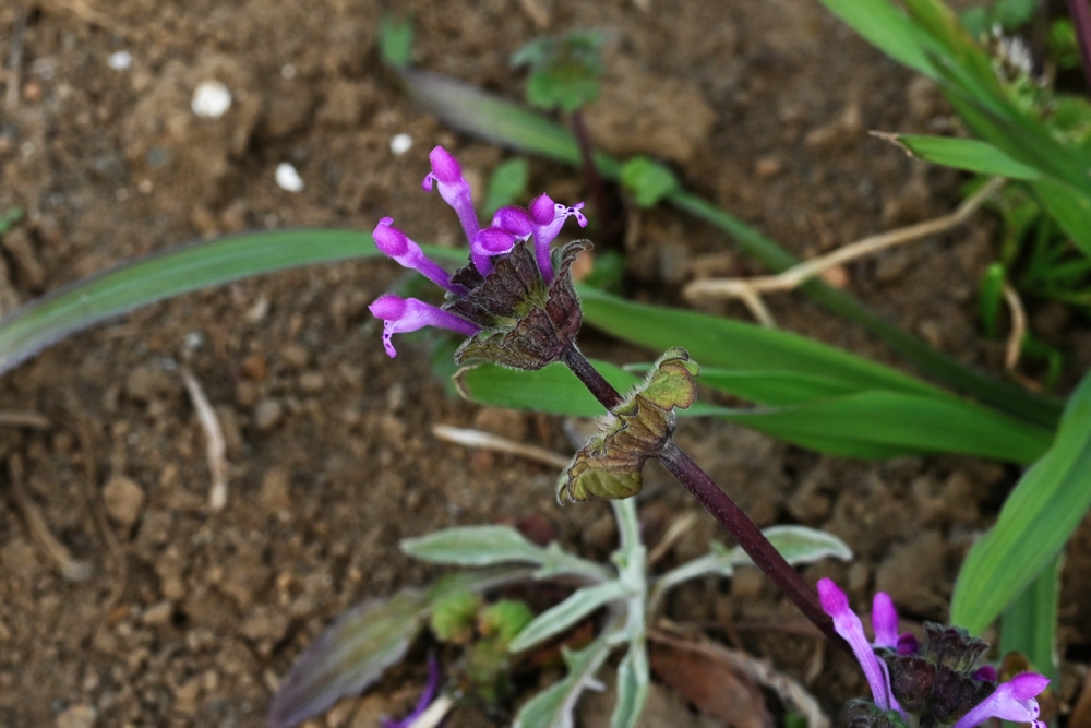 This Common Winter Weed Is Spreading Fast in Georgia—Here’s How to Stop It Naturally