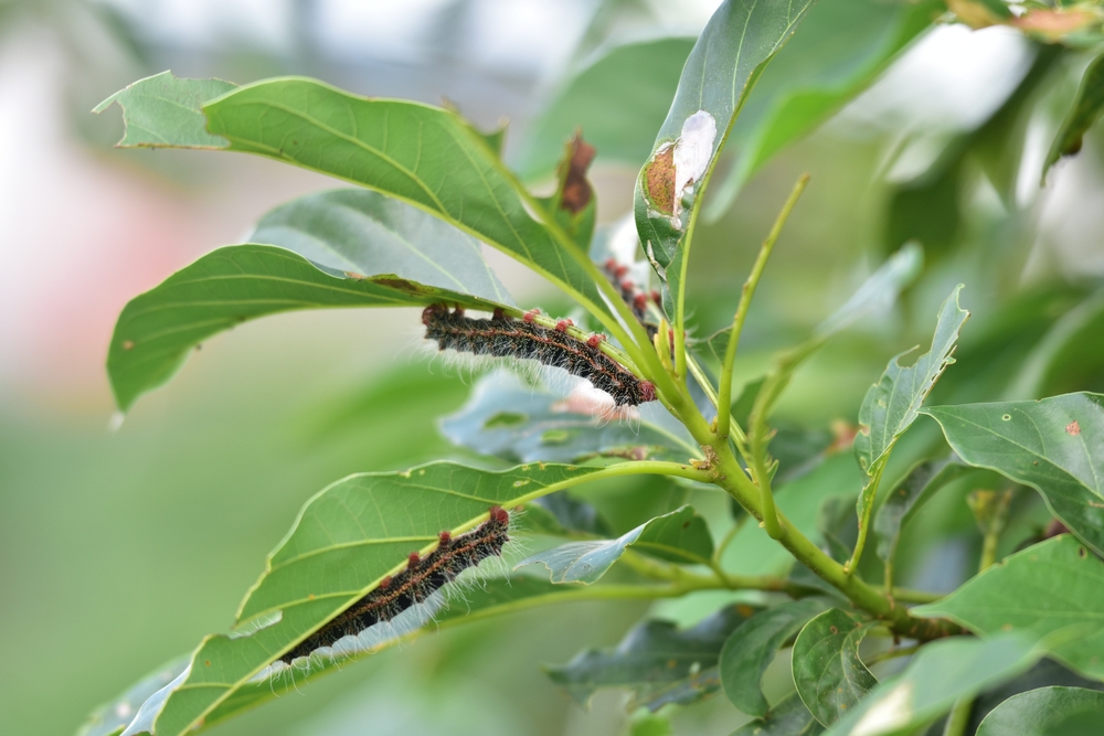 Why Pests Overwinter in Untended Garden Beds