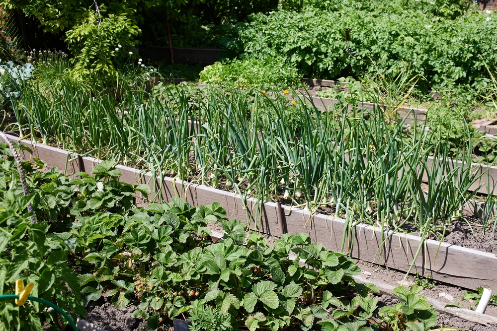 These Are 9 Reasons Your Raised Beds Drain Worse in Winter and the Fix