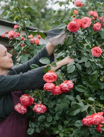 These Are 9 Winter Pruning Cuts That Invite Disease in Spring