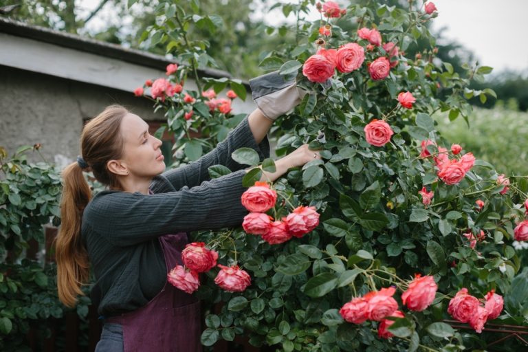 These Are 9 Winter Pruning Cuts That Invite Disease in Spring