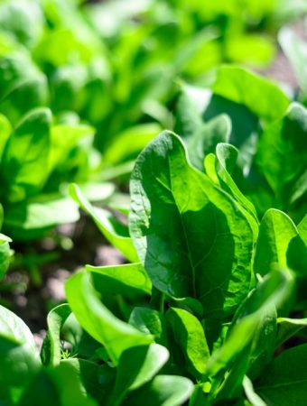 7 Vegetables That Tolerate Cold Starts