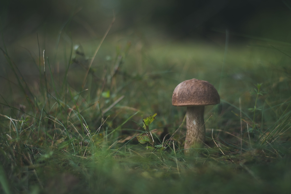 These Are 8 Signs Your Soil Needs More Drainage Before Spring Rains