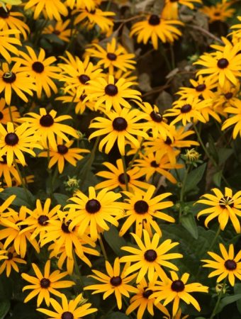 These Are 7 Perennials That Multiply Without Extra Care