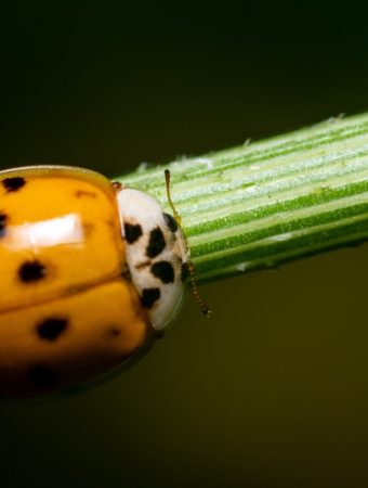 5 Reasons Asian Lady Beetles Are Swarming Georgia