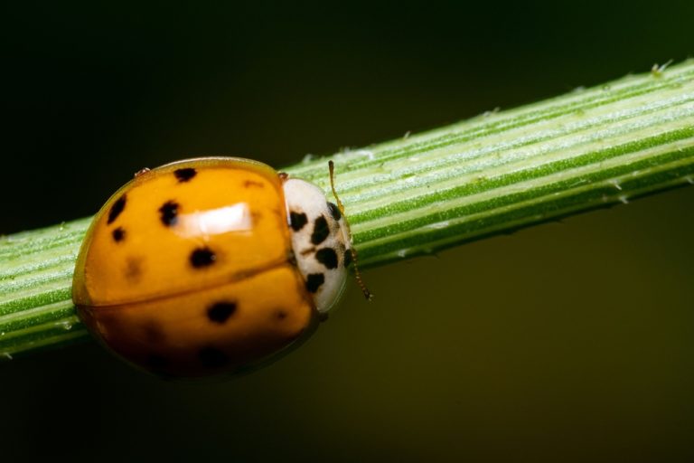 5 Reasons Asian Lady Beetles Are Swarming Georgia