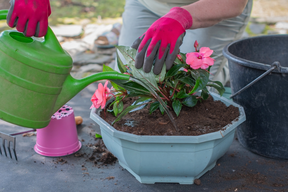 Here Are 10 Winter Watering Rules for Trees and Shrubs